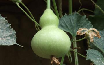 【葫蘆】葫蘆的功效與作用營養價值_葫蘆怎么做好吃_葫蘆的做法大全 【葫蘆】葫蘆的功效與作用營養價值_葫蘆怎么做好吃_葫蘆的做法大全