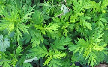 【艾蒿】艾蒿的功效與作用營養價值_艾蒿怎么做好吃_艾蒿的做法大全