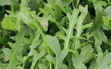 【芝麻菜】芝麻菜的營養價值_芝麻菜怎么做好吃_芝麻菜的做法大全 【芝麻菜】芝麻菜的營養價值_芝麻菜怎么做好吃_芝麻菜的做法大全