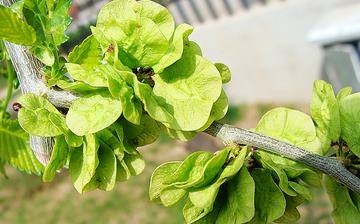 【榆錢】榆錢的功效與作用營(yíng)養(yǎng)價(jià)值_榆錢怎么做好吃_榆錢的做法大全 【榆錢】榆錢的功效與作用營(yíng)養(yǎng)價(jià)值_榆錢怎么做好吃_榆錢的做法大全