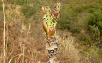 【刺老芽】刺老芽的營養(yǎng)價(jià)值_刺老芽怎么做好吃_刺老芽的做法大全 【刺老芽】刺老芽的營養(yǎng)價(jià)值_刺老芽怎么做好吃_刺老芽的做法大全