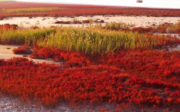 【堿蓬】堿蓬的功效與作用營養價值_堿蓬怎么做好吃_堿蓬的做法大全 【堿蓬】堿蓬的功效與作用營養價值_堿蓬怎么做好吃_堿蓬的做法大全