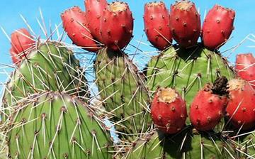 【仙人掌果】仙人掌果的營養價值_仙人掌果怎么做好吃_仙人掌果的做法大全 【仙人掌果】仙人掌果的營養價值_仙人掌果怎么做好吃_仙人掌果的做法大全