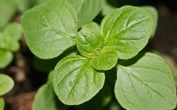 【牛至】牛至的功效與作用營養價值_牛至怎么做好吃_牛至的做法大全 【牛至】牛至的功效與作用營養價值_牛至怎么做好吃_牛至的做法大全