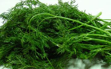 【茴香苗】茴香苗的營養(yǎng)價值_茴香苗怎么做好吃_茴香苗的做法大全