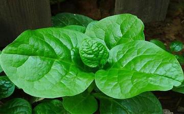 【木耳菜】木耳菜的營養價值_木耳菜怎么做好吃_木耳菜的做法大全 【木耳菜】木耳菜的營養價值_木耳菜怎么做好吃_木耳菜的做法大全