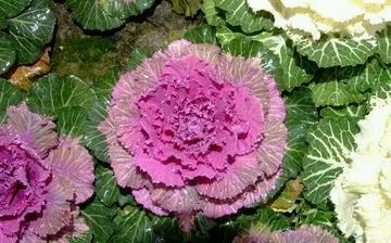 【羽衣甘藍】羽衣甘藍的營養價值_羽衣甘藍怎么做好吃_羽衣甘藍的做法大全 【羽衣甘藍】羽衣甘藍的營養價值_羽衣甘藍怎么做好吃_羽衣甘藍的做法大全