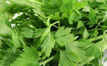 【芹菜葉】芹菜葉的營養(yǎng)價值_芹菜葉怎么做好吃_芹菜葉的做法大全 【芹菜葉】芹菜葉的營養(yǎng)價值_芹菜葉怎么做好吃_芹菜葉的做法大全
