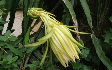 【霸王花】霸王花的營養價值_霸王花怎么做好吃_霸王花的做法大全 【霸王花】霸王花的營養價值_霸王花怎么做好吃_霸王花的做法大全