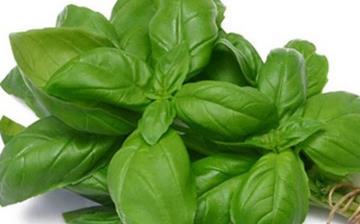 【香草】香草的營養(yǎng)價值_香草怎么做好吃_香草的做法大全 【香草】香草的營養(yǎng)價值_香草怎么做好吃_香草的做法大全