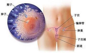 【懷孕1周】懷孕1周癥狀_懷孕一周胎兒圖片_懷孕1周吃什么補(bǔ)身體 【懷孕1周】懷孕1周癥狀_懷孕一周胎兒圖片_懷孕1周吃什么補(bǔ)身體