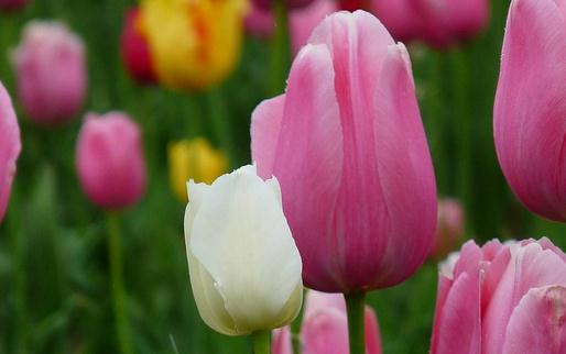 家里不適合養什么花草？