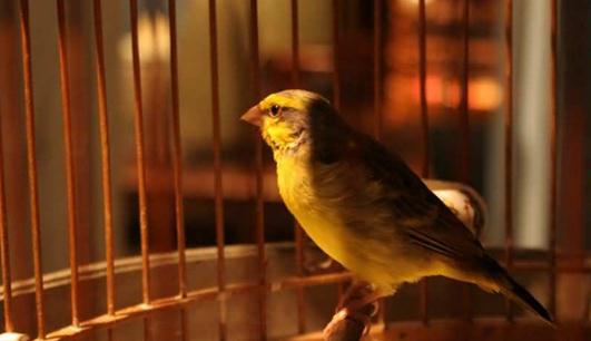 家里養鳥可以促進身心健康
