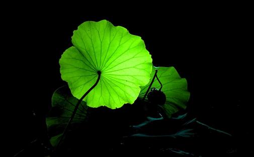 荷葉有啥功效?荷葉的食療方