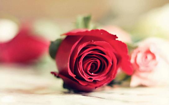 鮮花養生助女人越活越美!