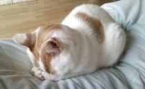 心臟病猝死的前兆有哪些？