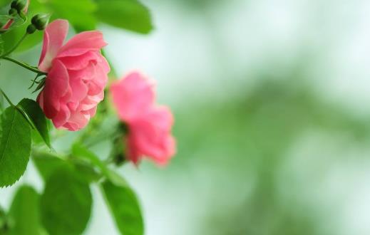 盆腔炎能治好嗎?盆腔炎怎么治療