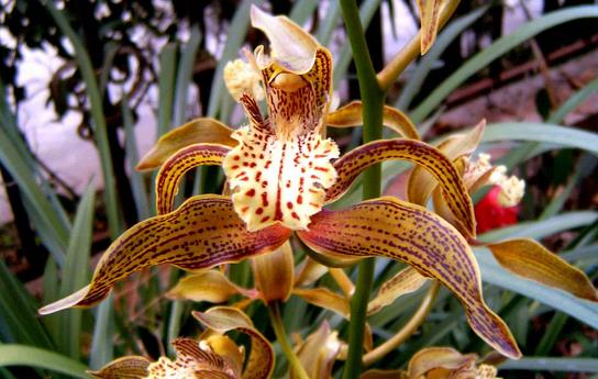 虎頭蘭的功效與作用 藥用價值