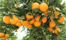 川山橙根的功效與作用 藥用價(jià)值