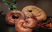 鮮靈芝怎么養生？鮮靈芝的養生食譜