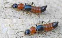 ?什么是隱翅蟲 隱翅蟲拍不得嗎