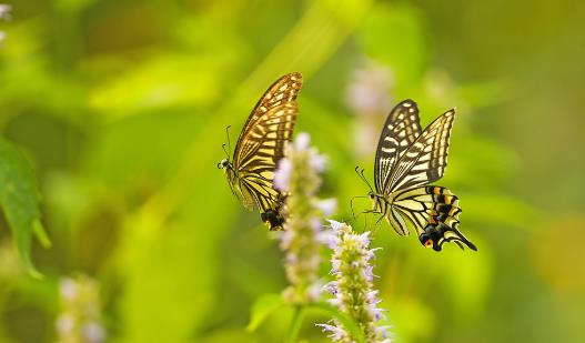 今年三伏天不要這樣做了 尤其是第二件事