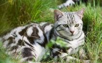 調教美國短毛貓的正確方法是什么