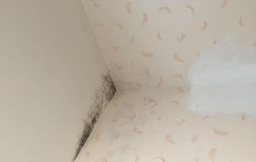 僅需這幾招 就再也不用為墻體發霉而煩惱了