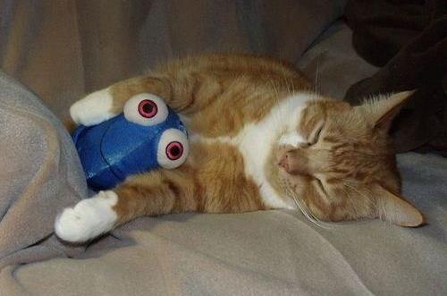 發作性睡病是什么？發作性睡病有哪些癥狀