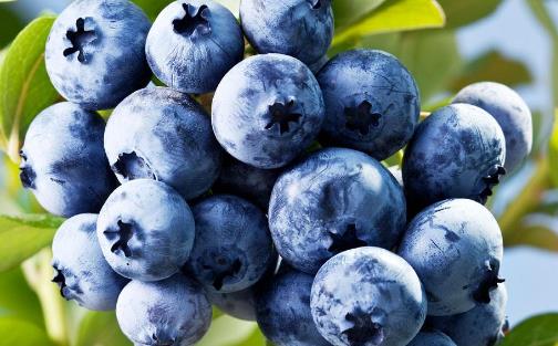 四“莓”水果養生功效大不同