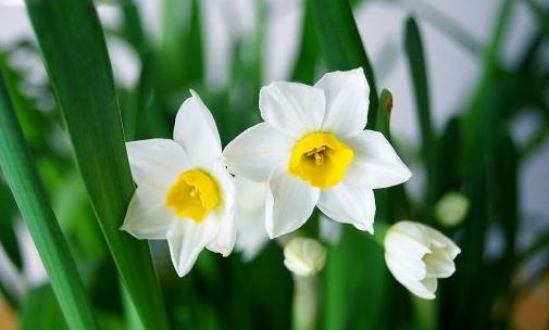 什么花不宜放室內種養