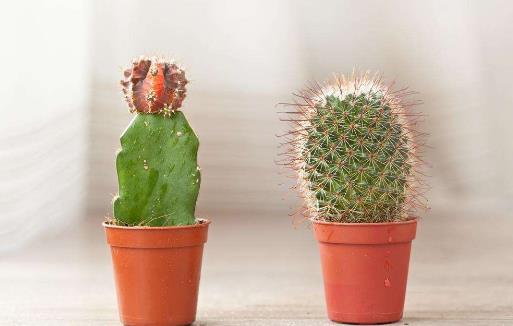 仙人掌竟然不是防輻射小衛士？