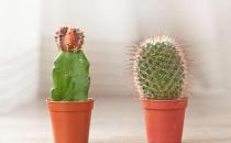 仙人掌竟然不是防輻射小衛(wèi)士？