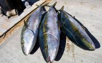 3類食物可致胎兒畸形 孕婦慎食！