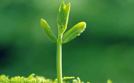 一年之計在于春，不得不知的春季養生常識