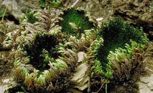 九死還魂草是什么?九死還魂草能治病嗎?