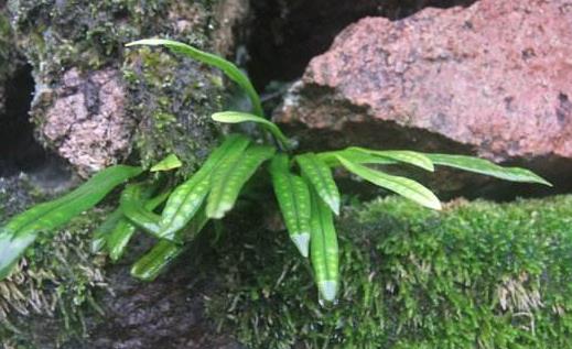 九死還魂草是什么?九死還魂草能治病嗎?