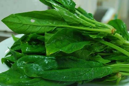 菠菜不能和什么一起吃?菠菜和韭菜炒著吃易腹瀉