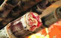 甘蔗的飲食禁忌 霉變甘蔗中毒發病急 紅心甘蔗賽砒霜