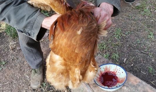 殺雞快速簡單拔毛方法 殺雞拔毛水溫80℃左右最宜