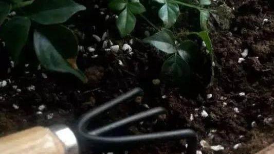 養花方法技巧大全 家庭養花的水肥光土四大要點總結