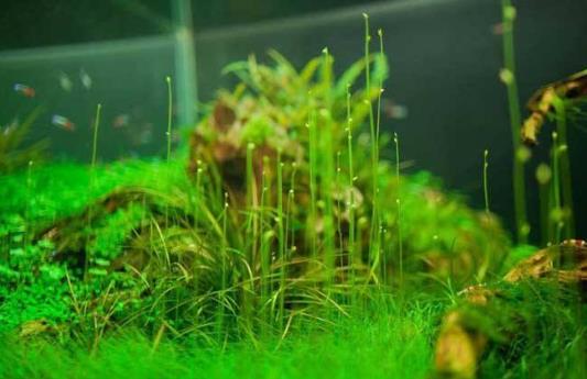 水草是什么?水草的種類和特征