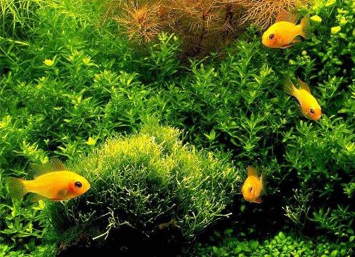 水草是什么?水草的種類和特征