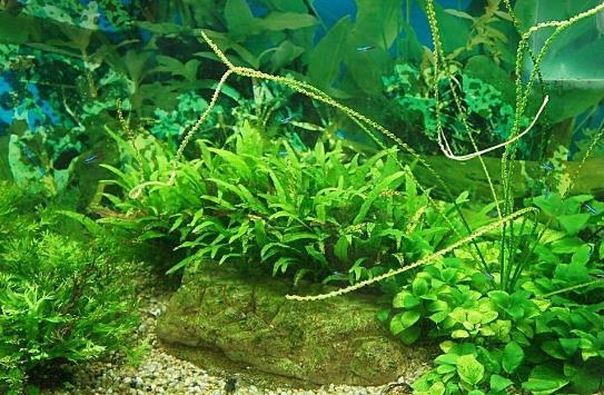 水草是什么?水草的種類和特征