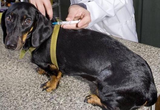 狗狗打針多少錢一針 給狗狗打疫苗要注意的事項(xiàng)