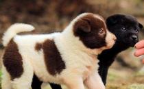 正確喂養幼犬的方法及養狗一些注意事項