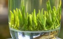 ?茶中佳品明前茶的獨特優點 喝明前茶的注意事項