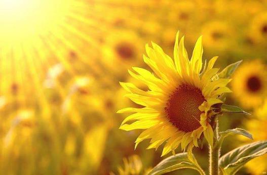 生活中保持樂觀心態的方法