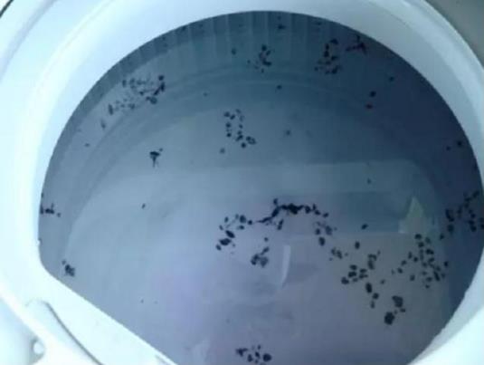 洗衣機半年不洗內部很臟 家政阿姨支招洗衣服更干凈