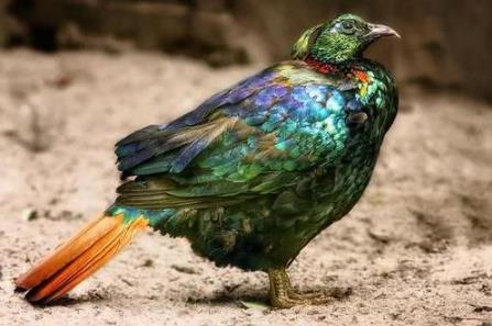 尼泊爾國(guó)鳥(niǎo)九色鳥(niǎo)棕尾虹雉 中國(guó)一級(jí)保護(hù)動(dòng)物